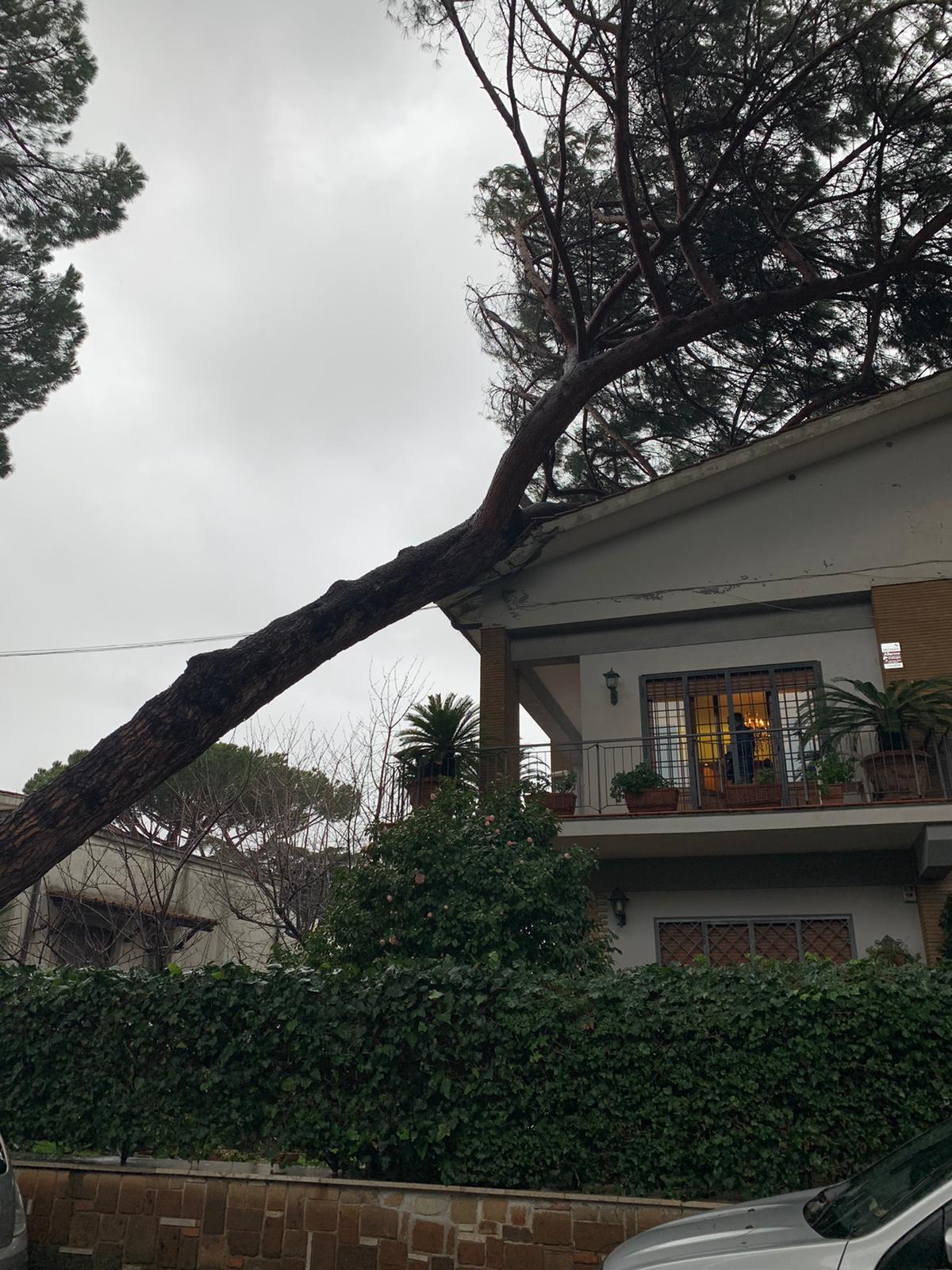 Maltempo: pino sul tetto di una villa a Grottaferrata. Interventi Vigili  del Fuoco e Protezione civile nei Castelli Romani