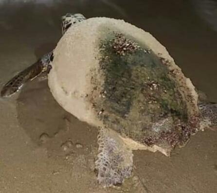 FOTO - Tartaruga 'Caretta Caretta' depone uova sulla spiaggia tra ...