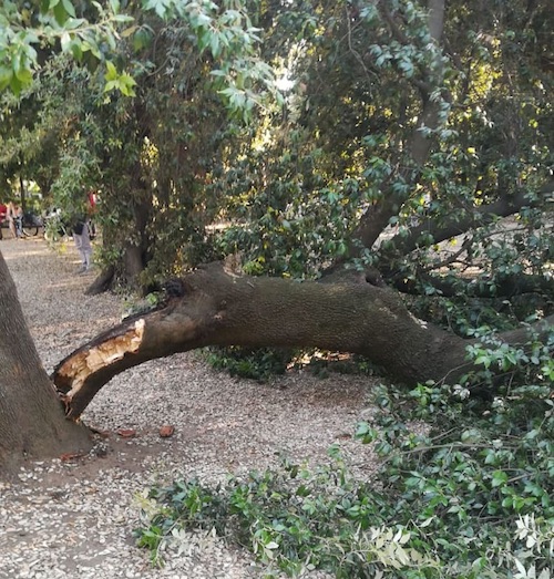 albero caduto4 frascati ilmamilio