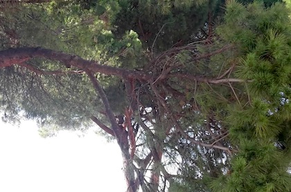 albero pericolante vigili frascati