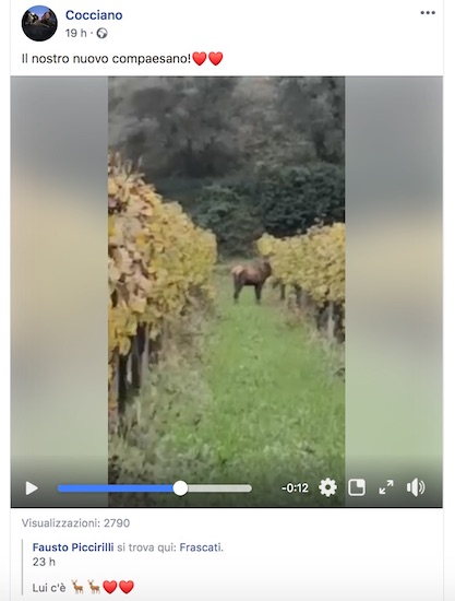 Nuovo avvistamento del cervo di Frascati immortalato tra le vigne. Il "cervus tusculanus" è un caso - ilmamilio.it - L'informazione dei Castelli romani