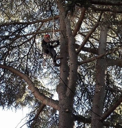 tree climbing frascati