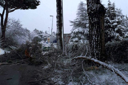 albero caduto neve genzano