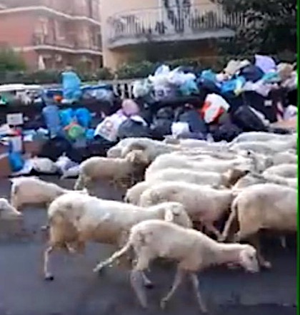 pecore santamariamole