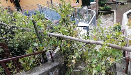 albero caduto monteporzio ilmamilio