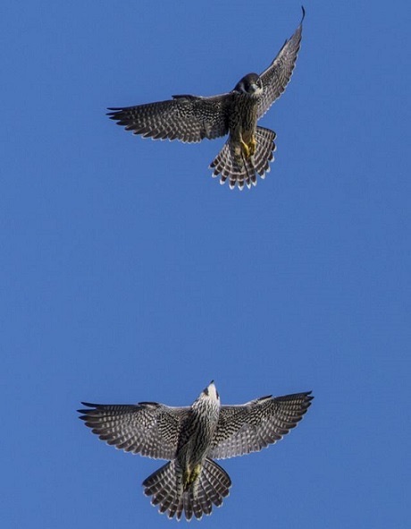 La Foto Una Coppia Di Falchi Pellegrini In Volo Nel Cielo