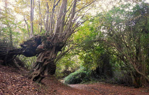 Rocca di Papa | Il punto sul patrimonio boschivo dell'assessore De Santis