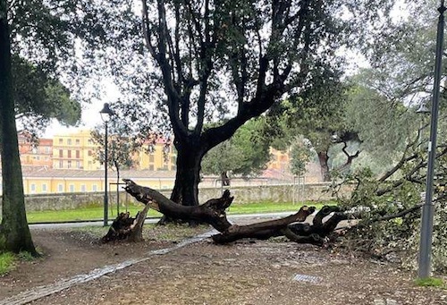 albero crollato villaTorlonia frascati ilmamilio