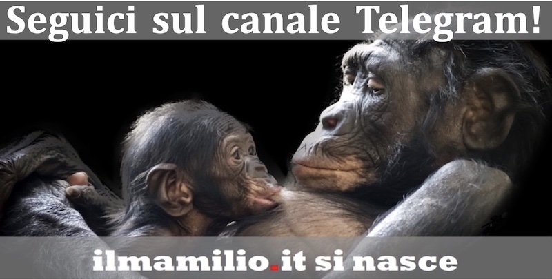 scimmia ilmamilio telegram