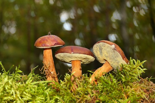 funghi porcini pixabay ilmamilio