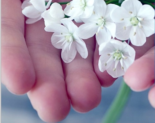 mani fiori ilmamilio