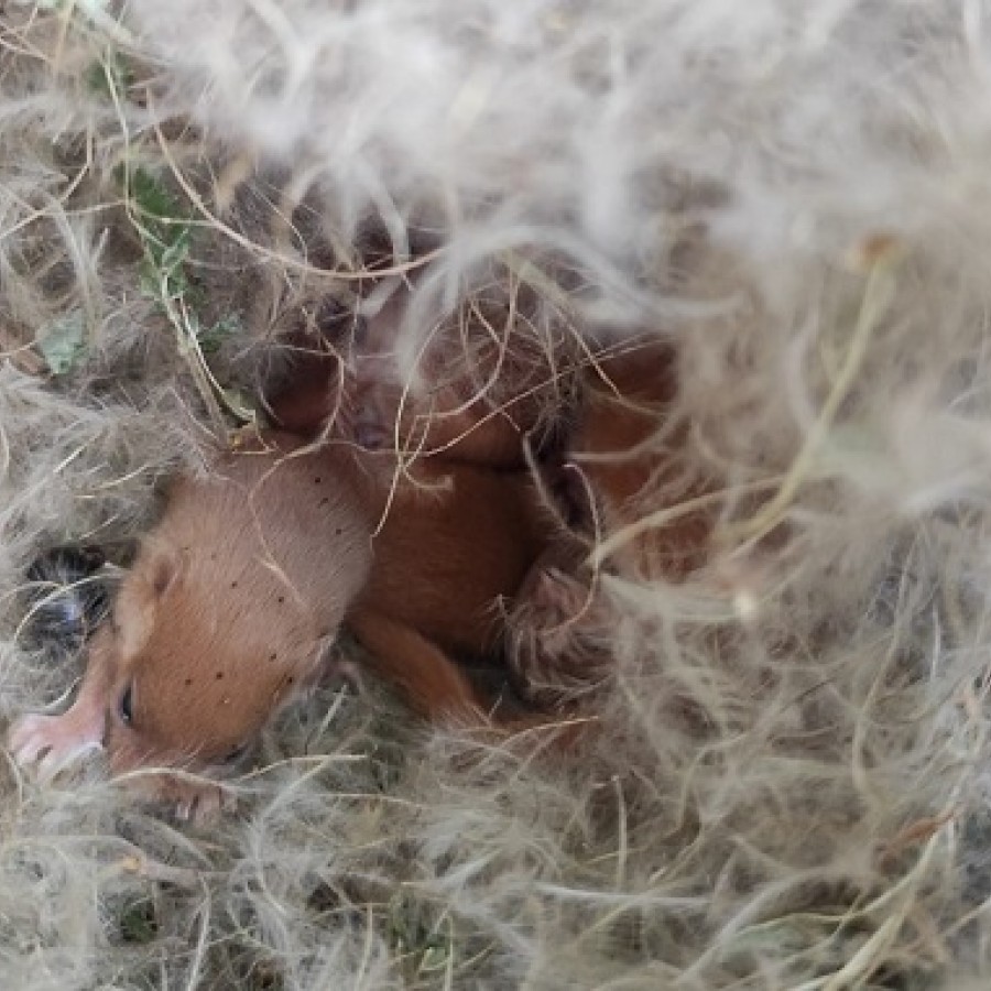 Parco Castelli, sorpresa in una delle cassette- nido installate nel territorio: sono nati i piccoli di Moscardino