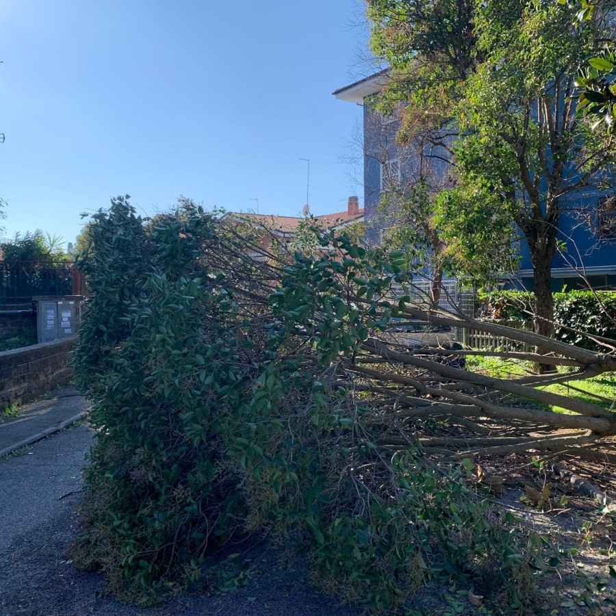 Castelli Romani, strage di alberi, pali e tegole per la violenza del vento. Interventi di Vigili del Fuoco e Protezione Civile